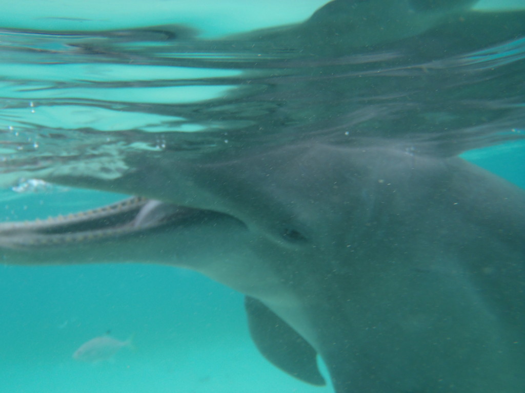 Roatan Dolphin Snorkel