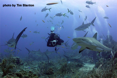 https://roatan.westbaytours.com/wp-content/uploads/2014/09/shark-dive.jpg